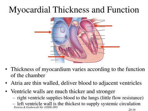 myocardial wall thickness